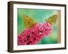 Clouded Yellow Butterflies Two on Pink Buddleia-null-Framed Photographic Print