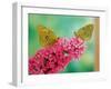 Clouded Yellow Butterflies Two on Pink Buddleia-null-Framed Photographic Print