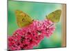 Clouded Yellow Butterflies Two on Pink Buddleia-null-Mounted Photographic Print