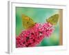 Clouded Yellow Butterflies Two on Pink Buddleia-null-Framed Photographic Print