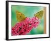 Clouded Yellow Butterflies Two on Pink Buddleia-null-Framed Photographic Print