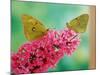 Clouded Yellow Butterflies Two on Pink Buddleia-null-Mounted Photographic Print