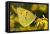 Clouded yellow butterfly perched on Ragwort flower, UK-Andy Sands-Framed Stretched Canvas