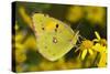 Clouded yellow butterfly perched on Ragwort flower, UK-Andy Sands-Stretched Canvas