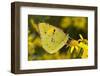 Clouded yellow butterfly perched on Ragwort flower, UK-Andy Sands-Framed Photographic Print