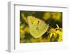 Clouded yellow butterfly perched on Ragwort flower, UK-Andy Sands-Framed Photographic Print