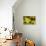 Clouded yellow butterfly perched on Ragwort flower, UK-Andy Sands-Photographic Print displayed on a wall