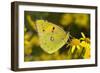 Clouded yellow butterfly perched on Ragwort flower, UK-Andy Sands-Framed Photographic Print