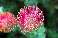 Flowerhead of a Hakea - Australian Native Flower from the Proteaceae Family.-Cloudia Spinner-Photographic Print