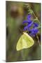 Cloudless Sulphur at Blue Ensign Salvia in Marion County, Illinois-Richard & Susan Day-Mounted Photographic Print