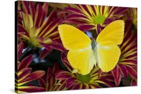 Cloudless Sulphur Butterfly, Phoebis Sennae on mums-Darrell Gulin-Stretched Canvas