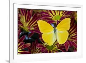 Cloudless Sulphur Butterfly, Phoebis Sennae on mums-Darrell Gulin-Framed Photographic Print