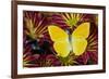 Cloudless Sulphur Butterfly, Phoebis Sennae on mums-Darrell Gulin-Framed Photographic Print