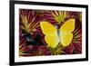 Cloudless Sulphur Butterfly, Phoebis Sennae on mums-Darrell Gulin-Framed Photographic Print