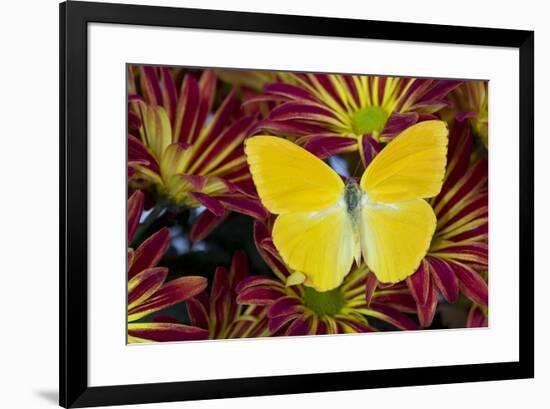 Cloudless Sulphur Butterfly, Phoebis Sennae on mums-Darrell Gulin-Framed Photographic Print