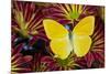 Cloudless Sulphur Butterfly, Phoebis Sennae on mums-Darrell Gulin-Mounted Photographic Print