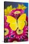 Cloudless Sulphur Butterfly, Phoebis Sennae on Pink Gerber Daisy-Darrell Gulin-Stretched Canvas