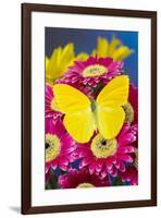 Cloudless Sulphur Butterfly, Phoebis Sennae on Pink Gerber Daisy-Darrell Gulin-Framed Photographic Print