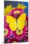 Cloudless Sulphur Butterfly, Phoebis Sennae on Pink Gerber Daisy-Darrell Gulin-Mounted Photographic Print