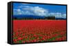 Clouds and Tulips-Howard Ruby-Framed Stretched Canvas