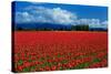 Clouds and Tulips-Howard Ruby-Stretched Canvas