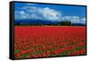 Clouds and Tulips-Howard Ruby-Framed Stretched Canvas