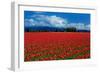 Clouds and Tulips-Howard Ruby-Framed Photographic Print