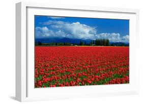 Clouds and Tulips-Howard Ruby-Framed Photographic Print