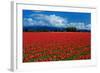 Clouds and Tulips-Howard Ruby-Framed Photographic Print