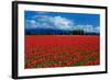 Clouds and Tulips-Howard Ruby-Framed Photographic Print