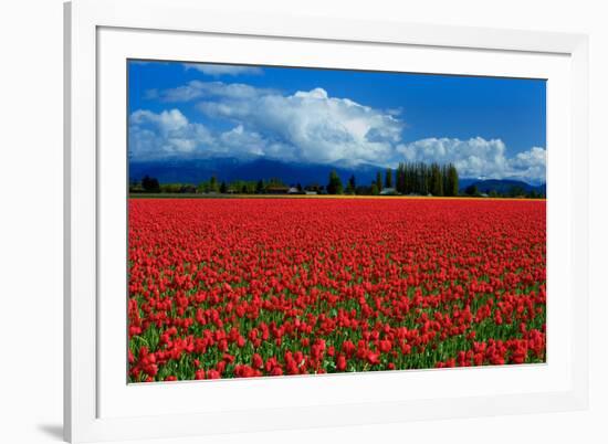 Clouds and Tulips-Howard Ruby-Framed Photographic Print