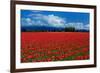 Clouds and Tulips-Howard Ruby-Framed Photographic Print