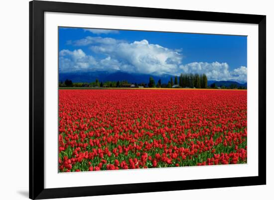 Clouds and Tulips-Howard Ruby-Framed Photographic Print