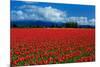 Clouds and Tulips-Howard Ruby-Mounted Photographic Print