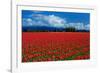 Clouds and Tulips-Howard Ruby-Framed Photographic Print