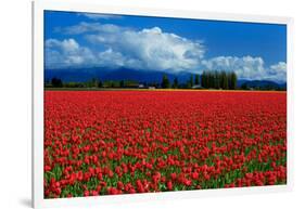 Clouds and Tulips-Howard Ruby-Framed Photographic Print