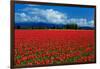Clouds and Tulips-Howard Ruby-Framed Photographic Print
