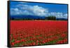 Clouds and Tulips-Howard Ruby-Framed Stretched Canvas