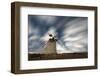 Clouds in the starry sky over a traditional windmill, La Oliva, Fuerteventura, Canary Islands-Roberto Moiola-Framed Photographic Print