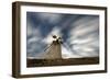 Clouds in the starry sky over a traditional windmill, La Oliva, Fuerteventura, Canary Islands-Roberto Moiola-Framed Photographic Print