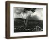 Clouds, Lava, Tree, Hawaii, 1978-Brett Weston-Framed Photographic Print
