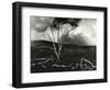 Clouds, Lava, Tree, Hawaii, 1978-Brett Weston-Framed Photographic Print