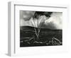 Clouds, Lava, Tree, Hawaii, 1978-Brett Weston-Framed Photographic Print