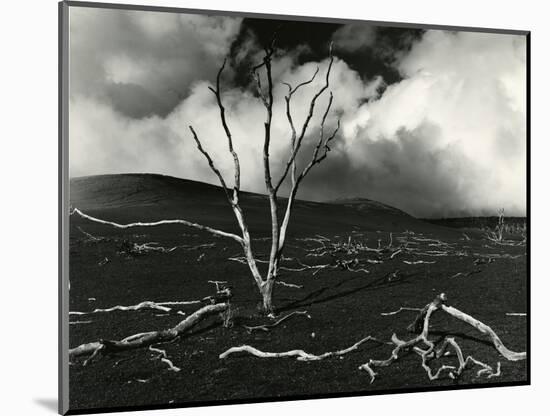 Clouds, Lava, Tree, Hawaii, 1978-Brett Weston-Mounted Photographic Print