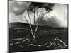 Clouds, Lava, Tree, Hawaii, 1978-Brett Weston-Mounted Photographic Print