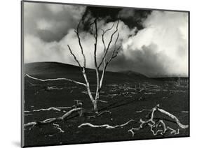 Clouds, Lava, Tree, Hawaii, 1978-Brett Weston-Mounted Photographic Print