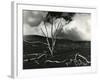 Clouds, Lava, Tree, Hawaii, 1978-Brett Weston-Framed Photographic Print