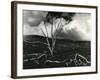 Clouds, Lava, Tree, Hawaii, 1978-Brett Weston-Framed Photographic Print