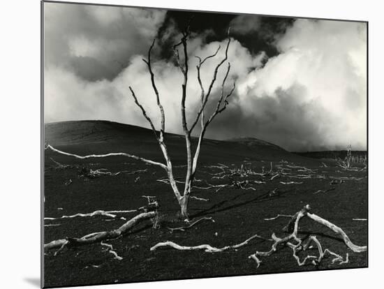 Clouds, Lava, Tree, Hawaii, 1978-Brett Weston-Mounted Photographic Print