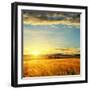 Clouds on Sunset over Field with Barley-mycola-Framed Photographic Print